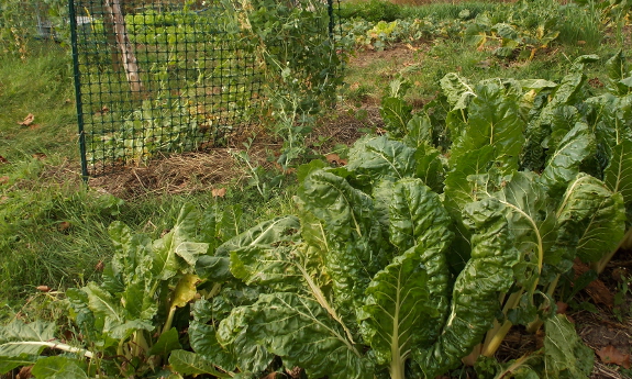 Swiss chard