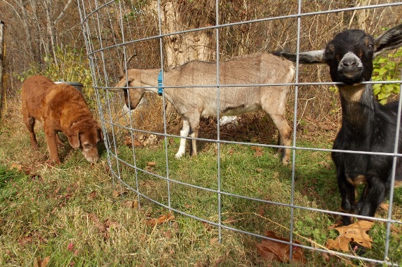 Lucy and two goats separated by a cattle panel