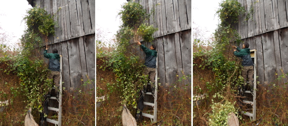 Barn cleanup