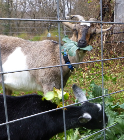 Goats eating broccoli
