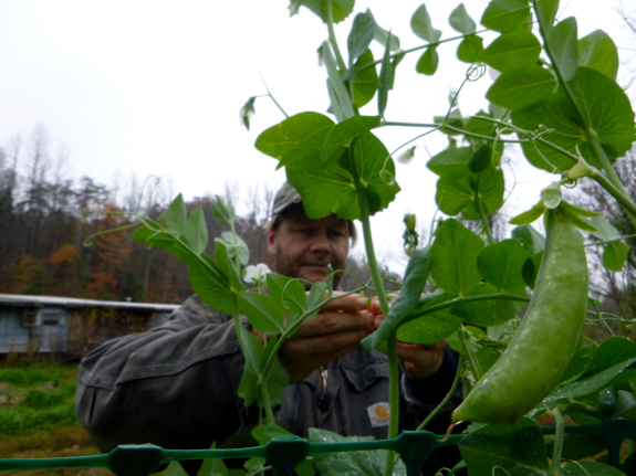 Picking peas