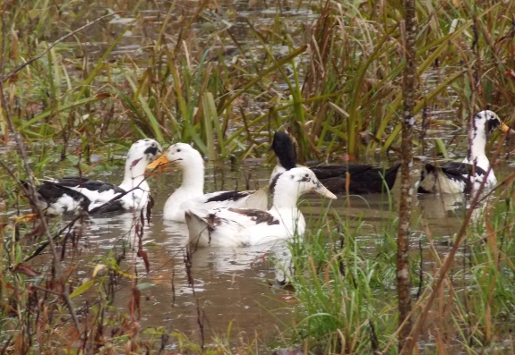ducks in the floodplain