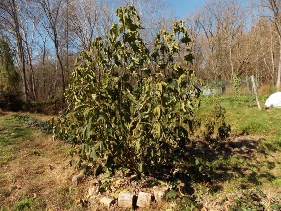 Fig after a killing frost