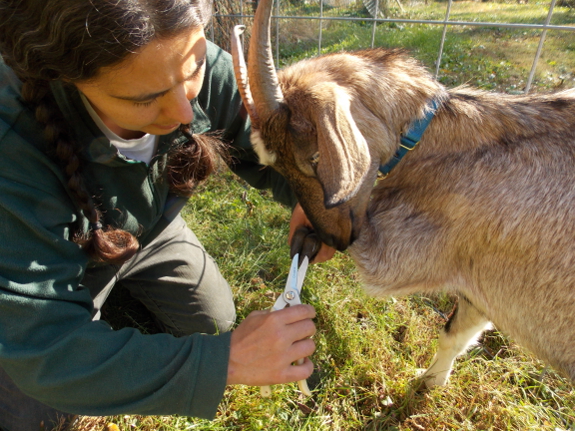 Goat pedicure