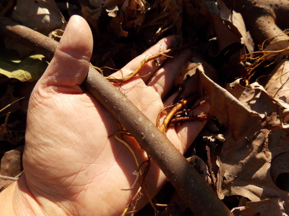 Rooted fig cutting