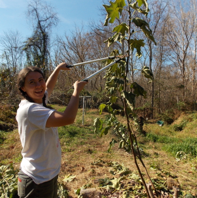 Snipping off the top of a fig