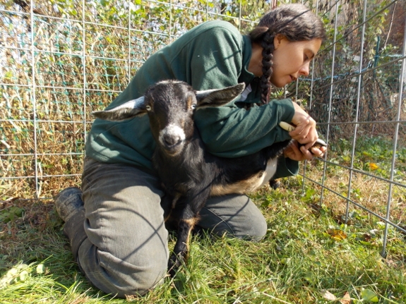 Trimming a goat hoof