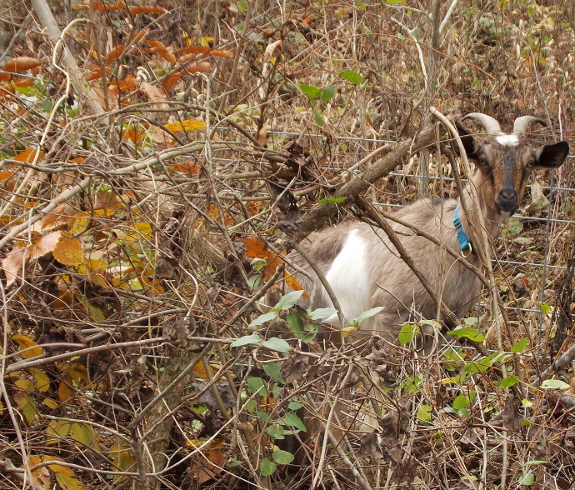 Goat in the brush
