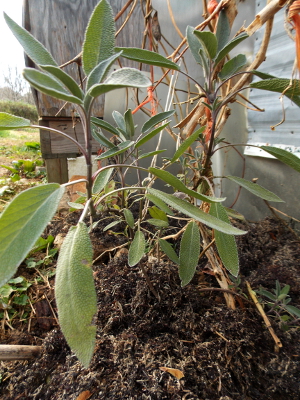 Seaweed mulch