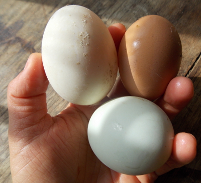 Duck and chicken eggs