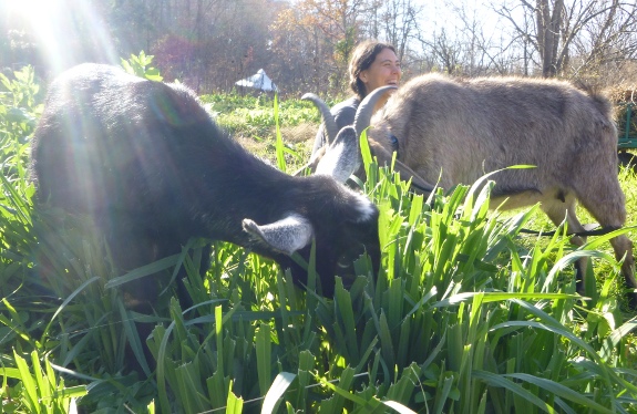 goats eating oats