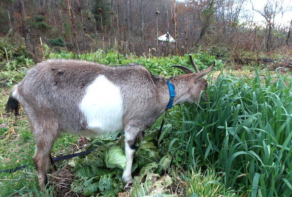 Fattening a goat