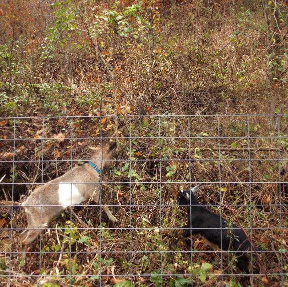 Goats in brush