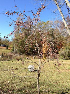 Persimmon tree