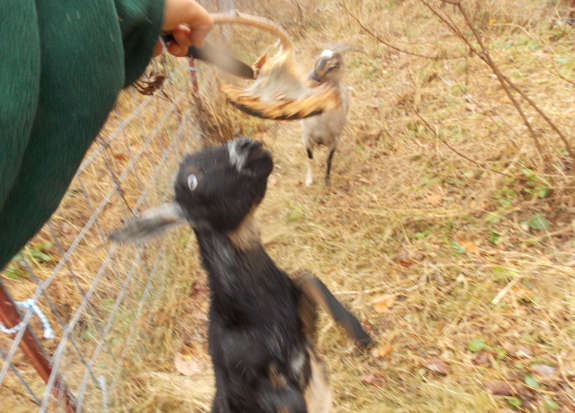 Begging goat