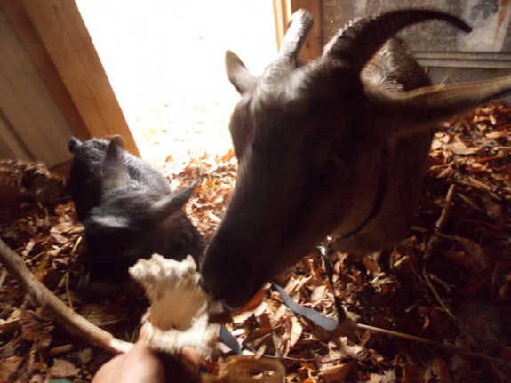 Goats eating sunflower seeds