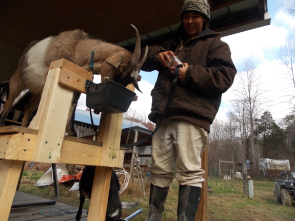 Milking stand