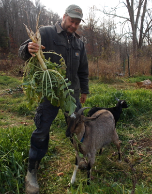 Oilseed radishes for goats