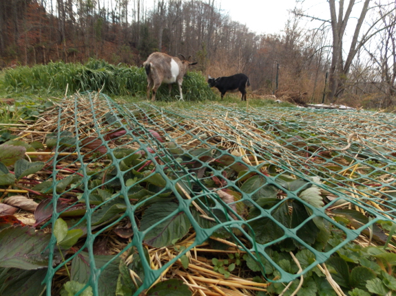 Protecting strawberry plants