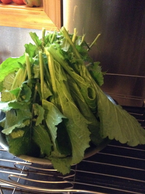 Canola leaves