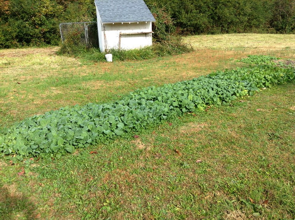 Patch of greens