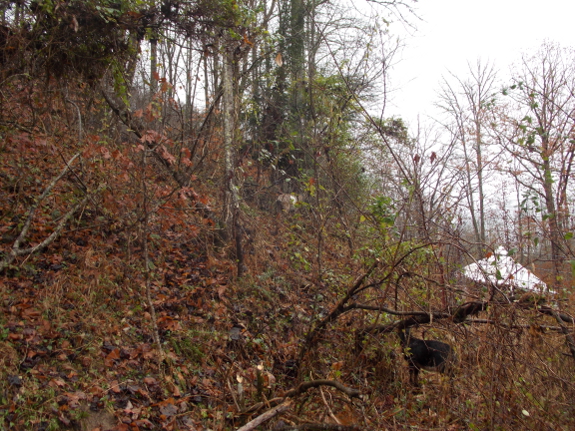 Goats grazing in the woods