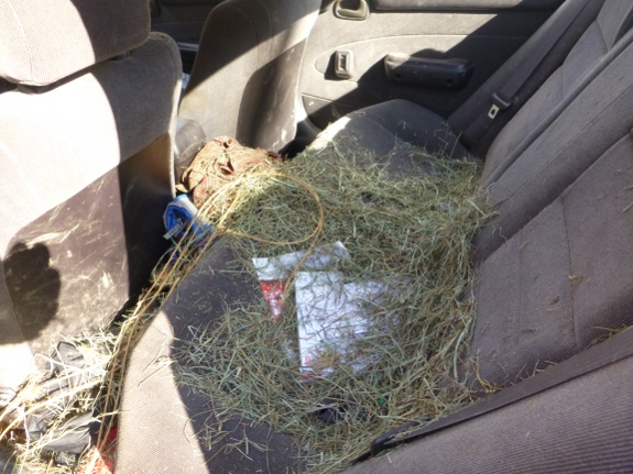 hauling hay in the backseat