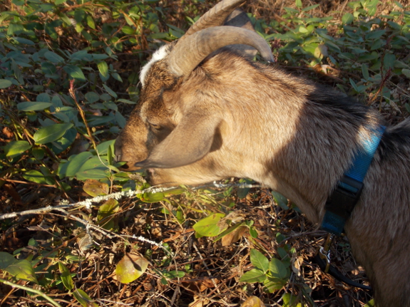 Doe with horns