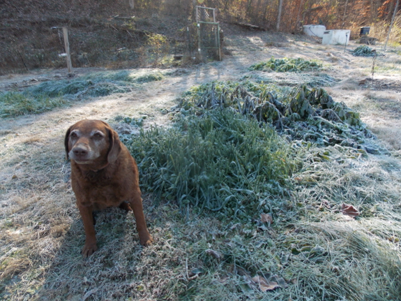 Frosty dog