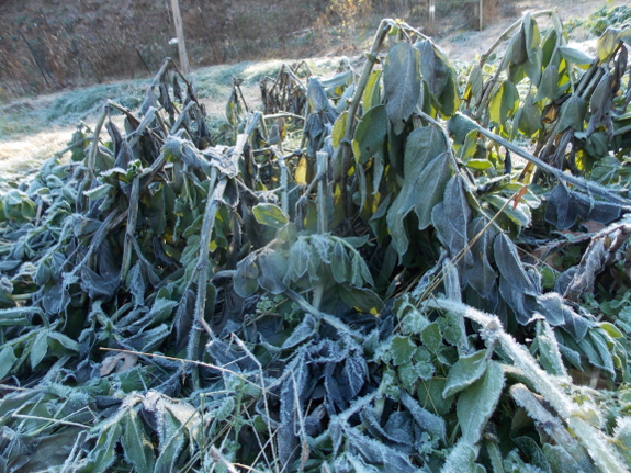 Frozen fava beans