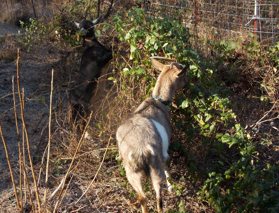 Goats eating honeysuckle