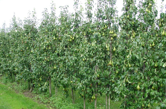 Fruiting high density pears