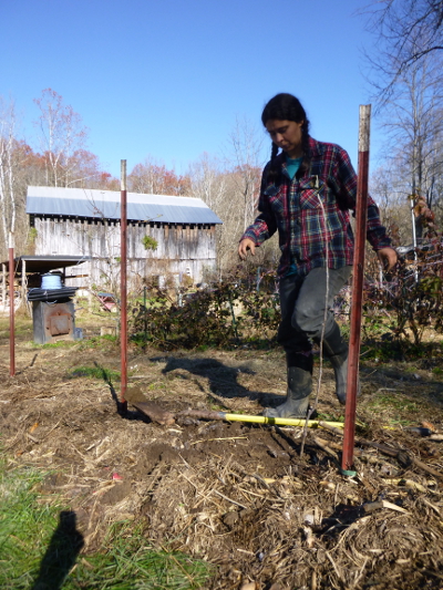 Planting an apple tree