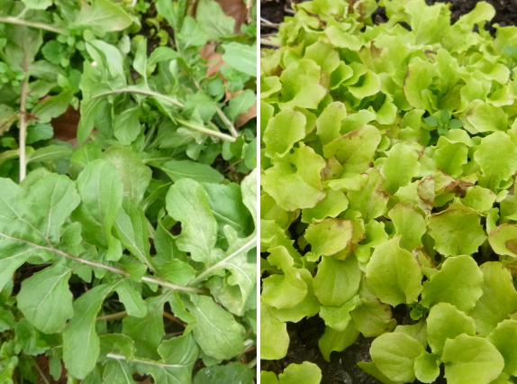 Winter salad greens