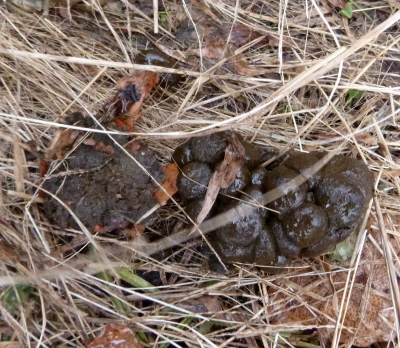 Clumpy goat manure