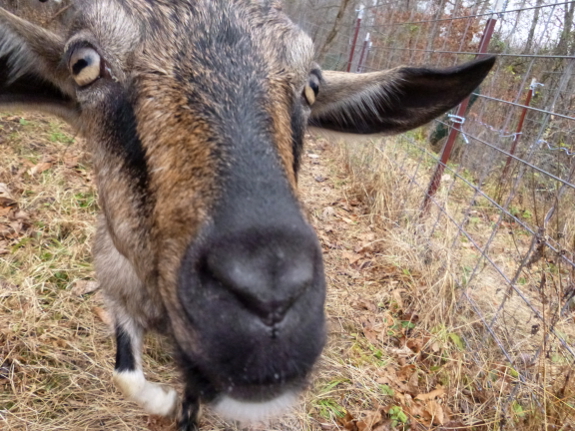 Goat nose