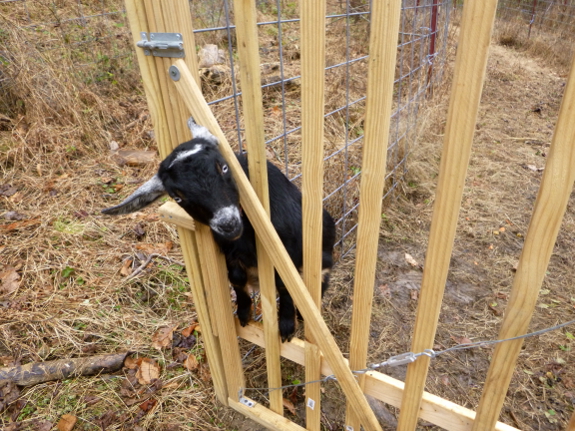 Inquisitive goat