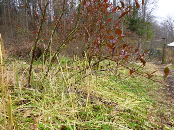 Oat mulch