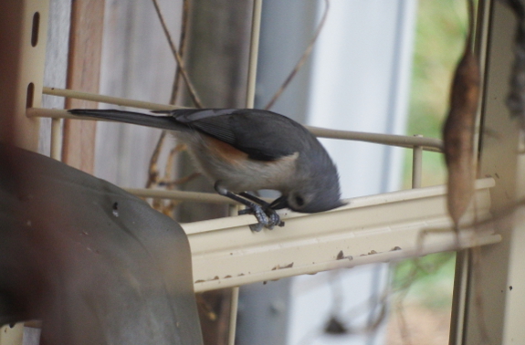 Titmouse