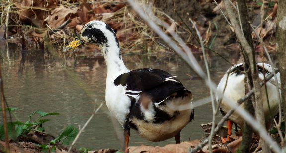 Ancona ducks