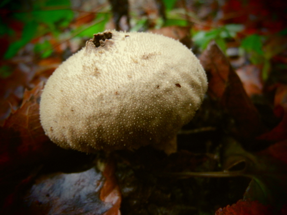 Puffball