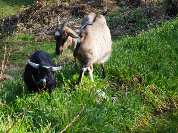 Goats eating oats