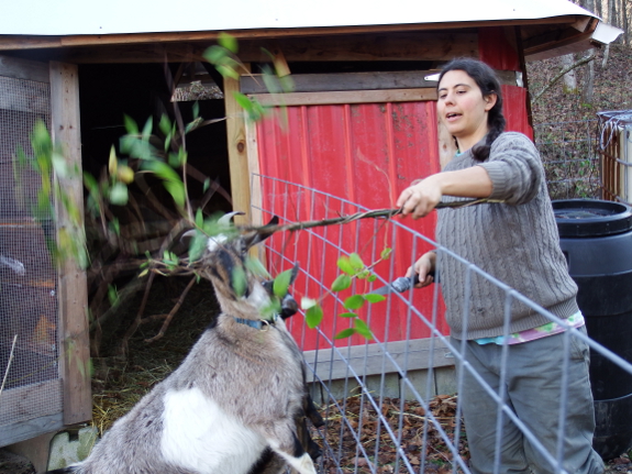 Feeding a goat