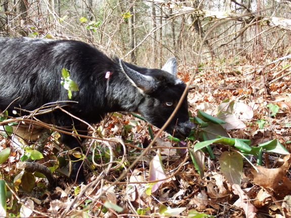 Goat eating honeysuckle