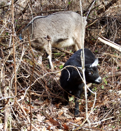 Grazing goats