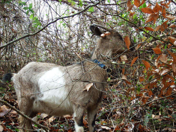 Honeysuckle eater