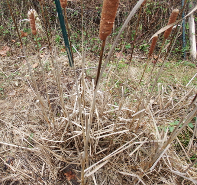 Looking down into the greywater wetland