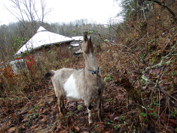 Dining goat