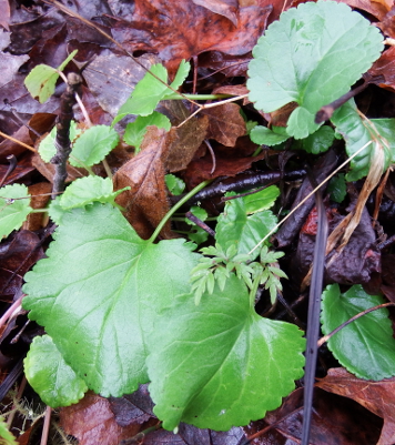 Ragwort leaves in winter