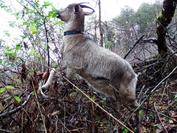 Climbing goat